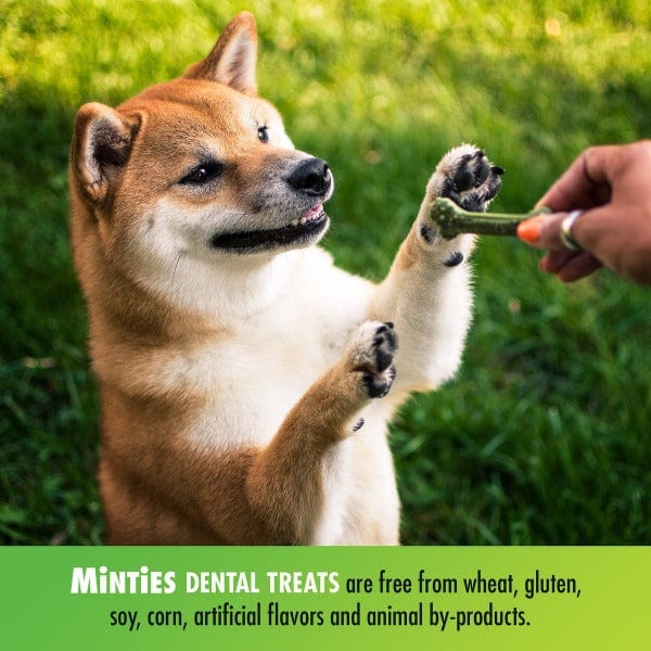 Minties Tiny/Small Dental Bones for Dogs - Image 4