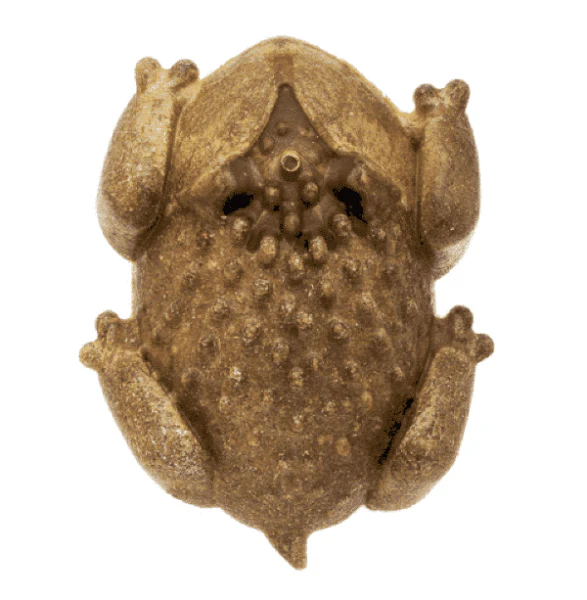 RedBarn Chew-A-Bulls Horned Toad Dog Treat; Single - Image 5